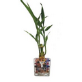 Lucky Bamboo in Square Vase